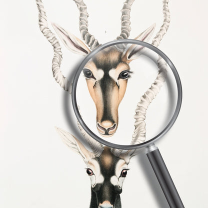 Indische Antilope aus „Illustrationen der indischen Zoologie“