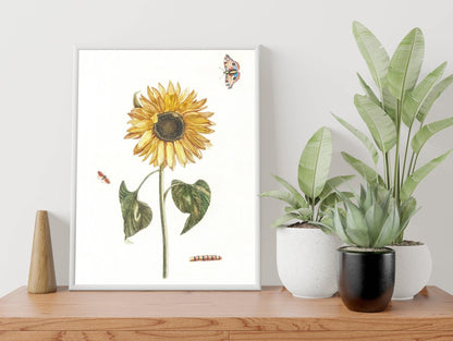 Sunflower, Caterpillar & Two Butterflies