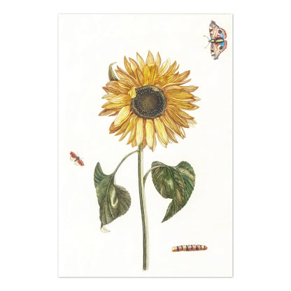 Sunflower, Caterpillar & Two Butterflies