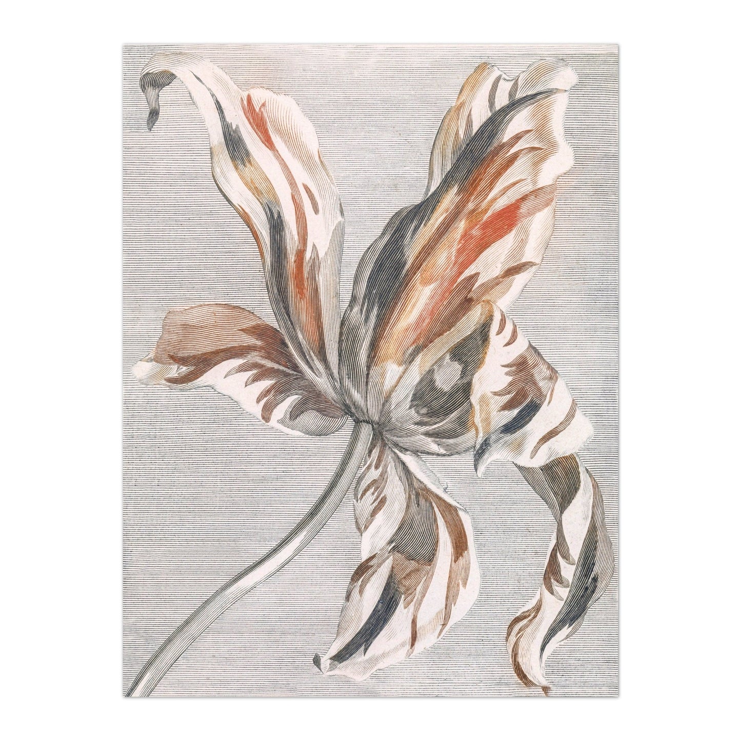 Tulipe