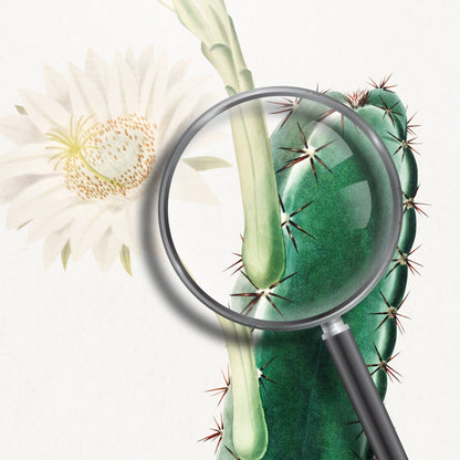 Lady Of The Night Cactus