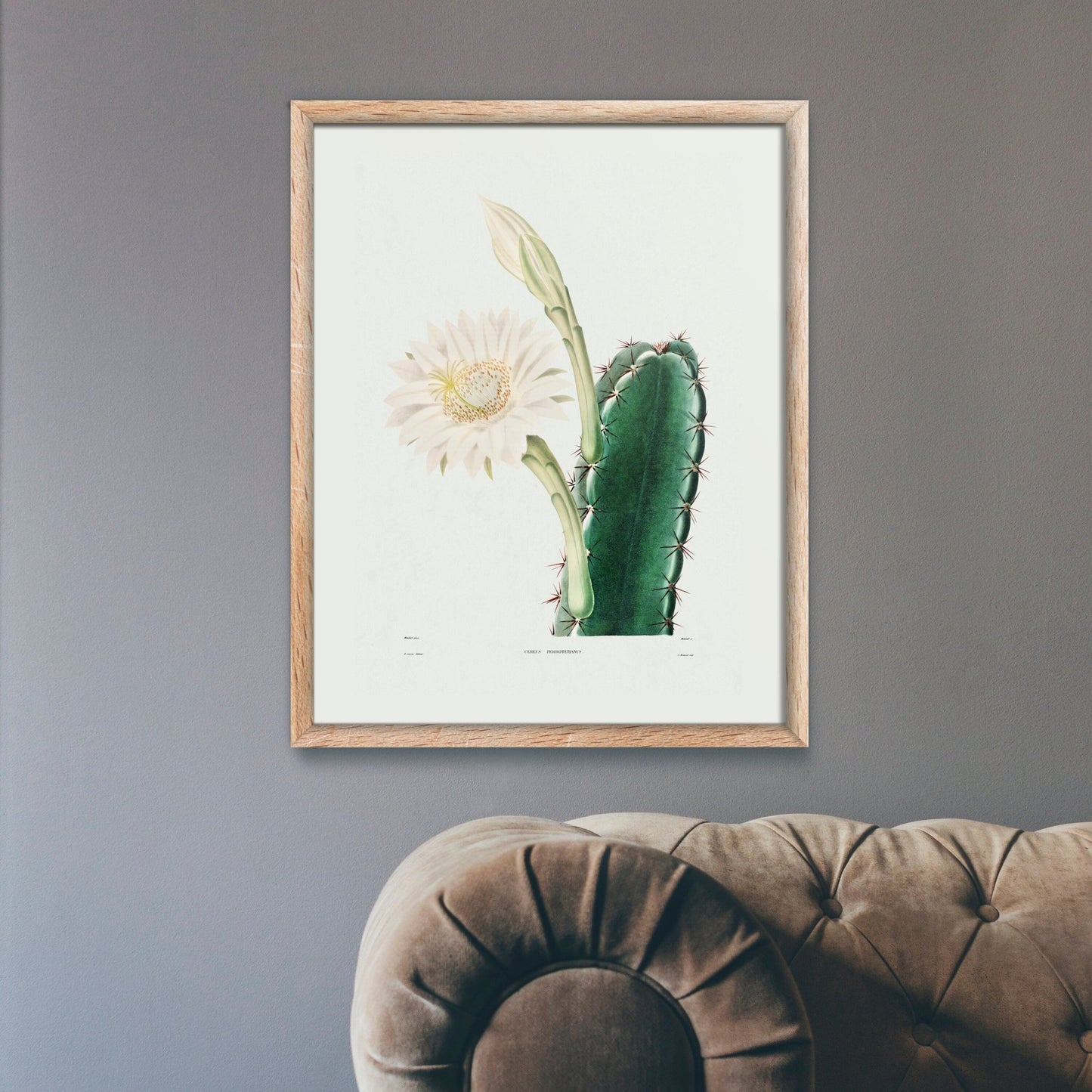 Lady Of The Night Cactus
