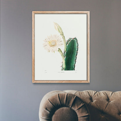 Lady Of The Night Cactus