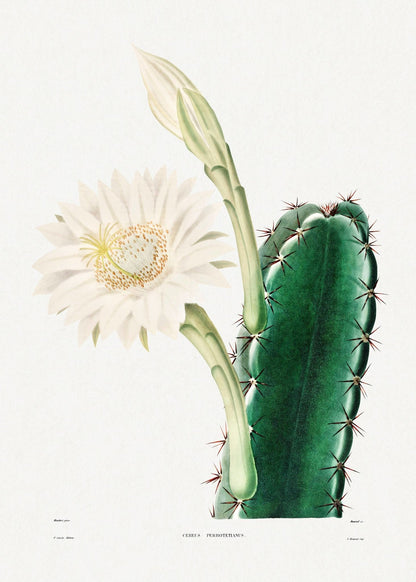 Lady Of The Night Cactus