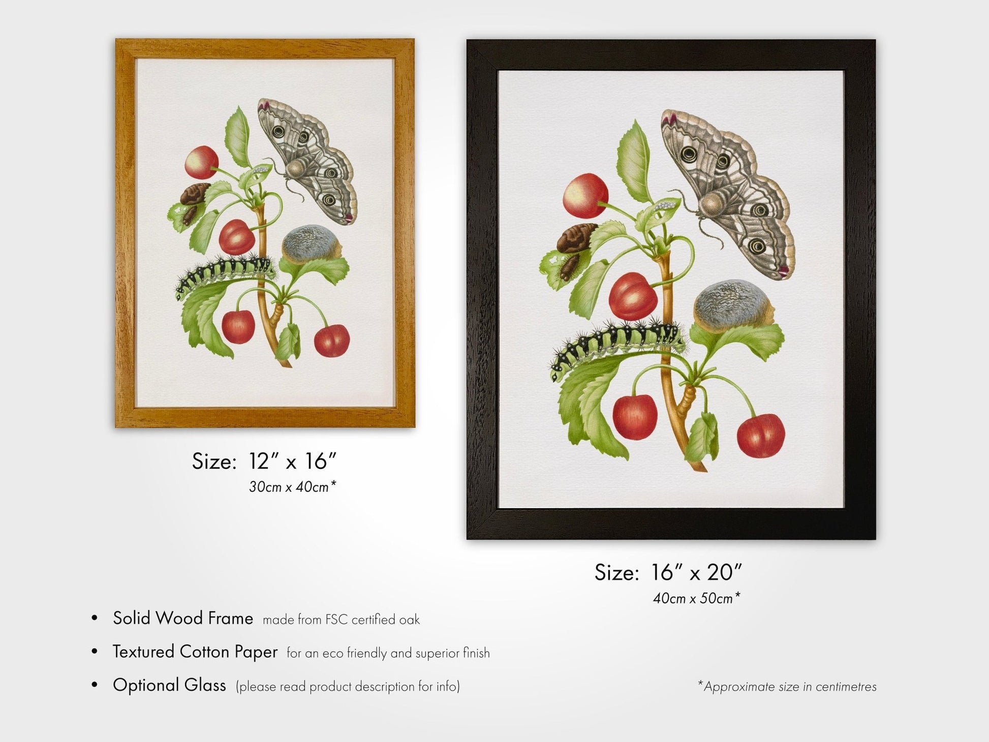 MARIA SIBYLLA MERIAN - Gedaanteverwisseling Van De Nachtpauwoog - Pathos Studio - Posters, Prints, & Visual Artwork