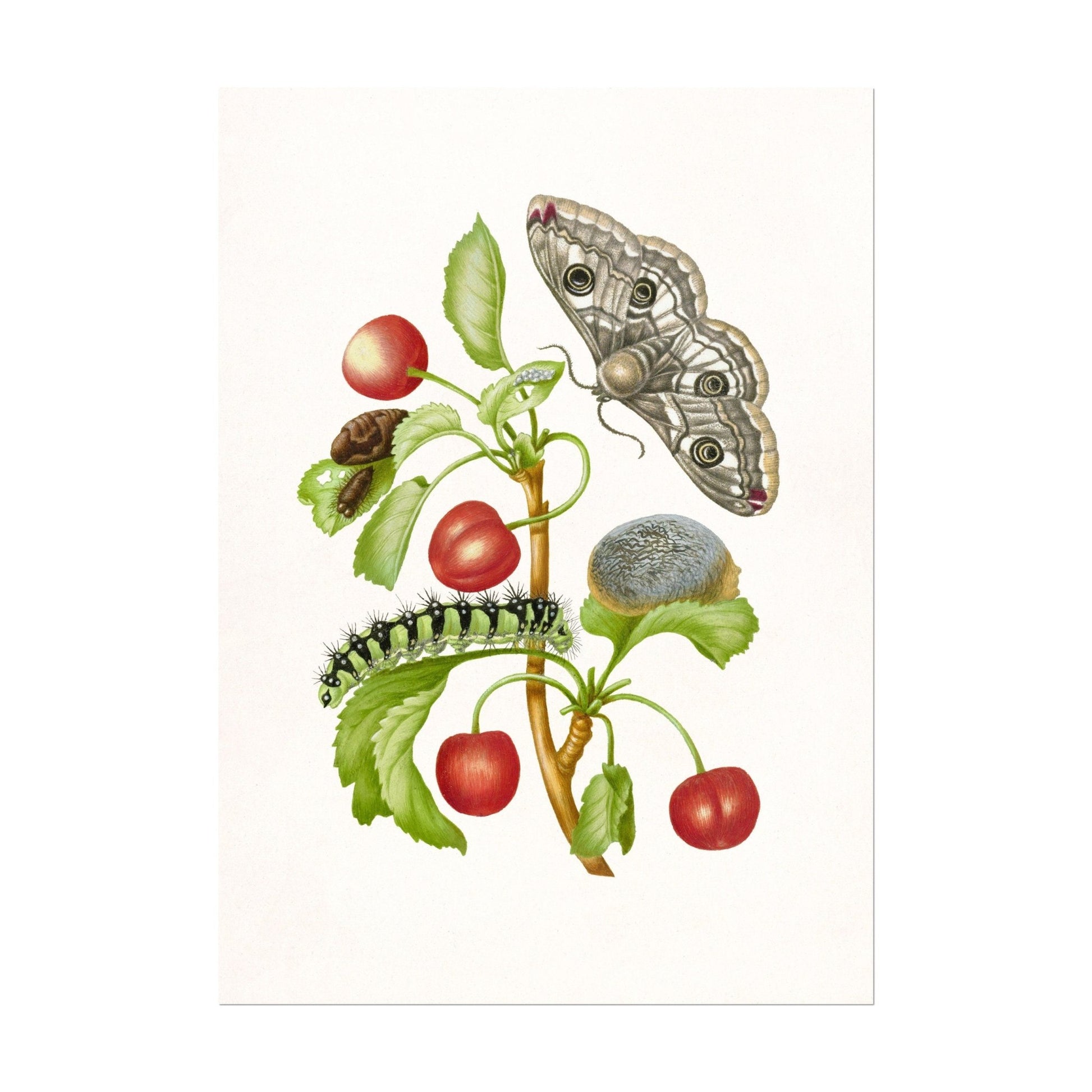 MARIA SIBYLLA MERIAN - Gedaanteverwisseling Van De Nachtpauwoog - Pathos Studio - Posters, Prints, & Visual Artwork