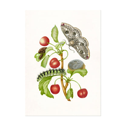 MARIA SIBYLLA MERIAN - Gedaanteverwisseling Van De Nachtpauwoog - Pathos Studio - Posters, Prints, & Visual Artwork