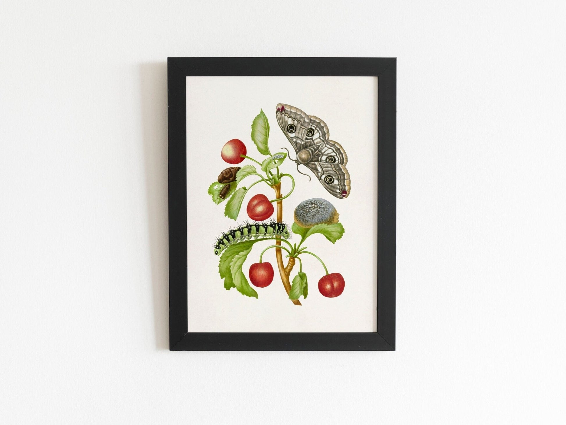 MARIA SIBYLLA MERIAN - Gedaanteverwisseling Van De Nachtpauwoog - Pathos Studio - Posters, Prints, & Visual Artwork