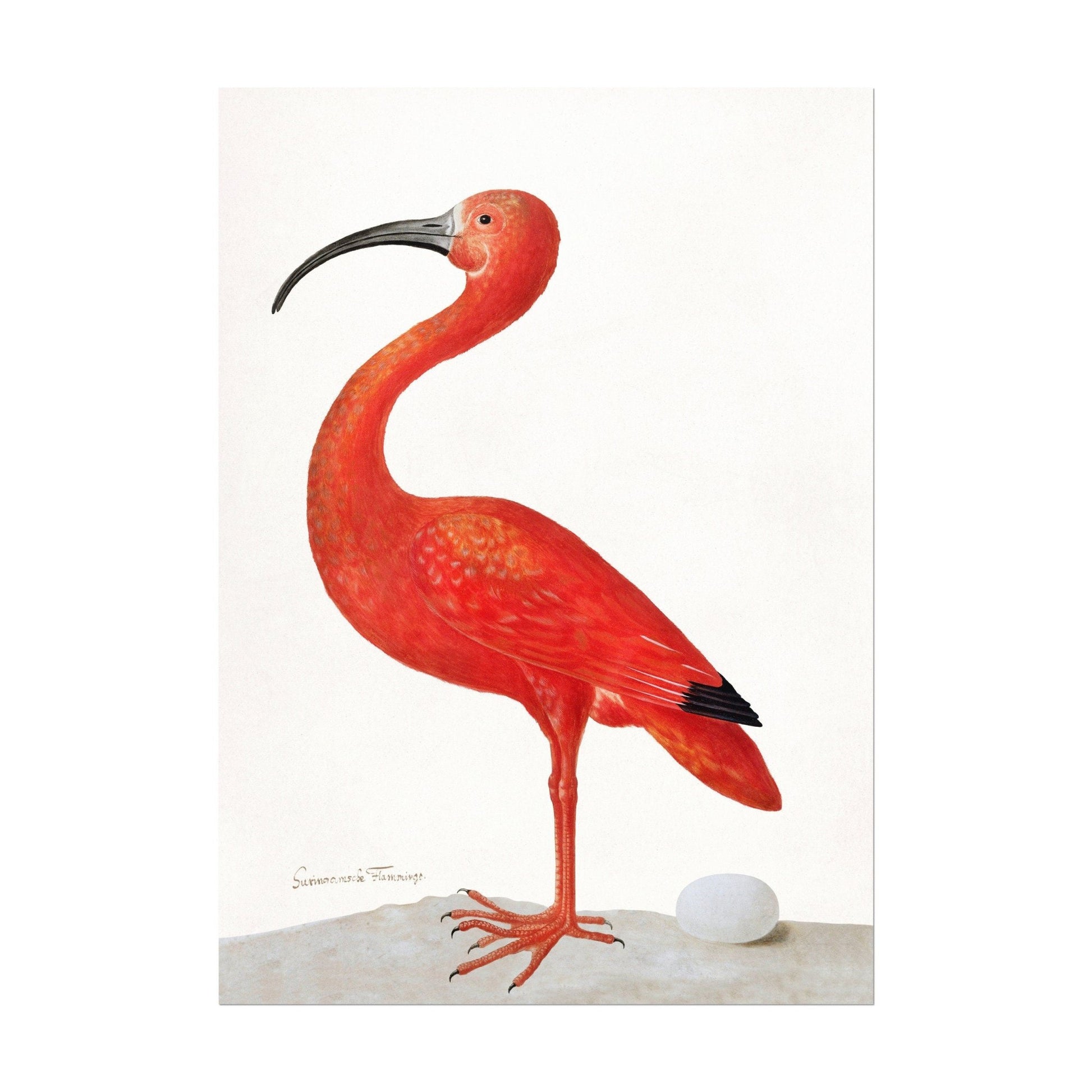 MARIA SIBYLLA MERIAN - Scarlet Ibis With An Egg - Pathos Studio - Posters, Prints, & Visual Artwork