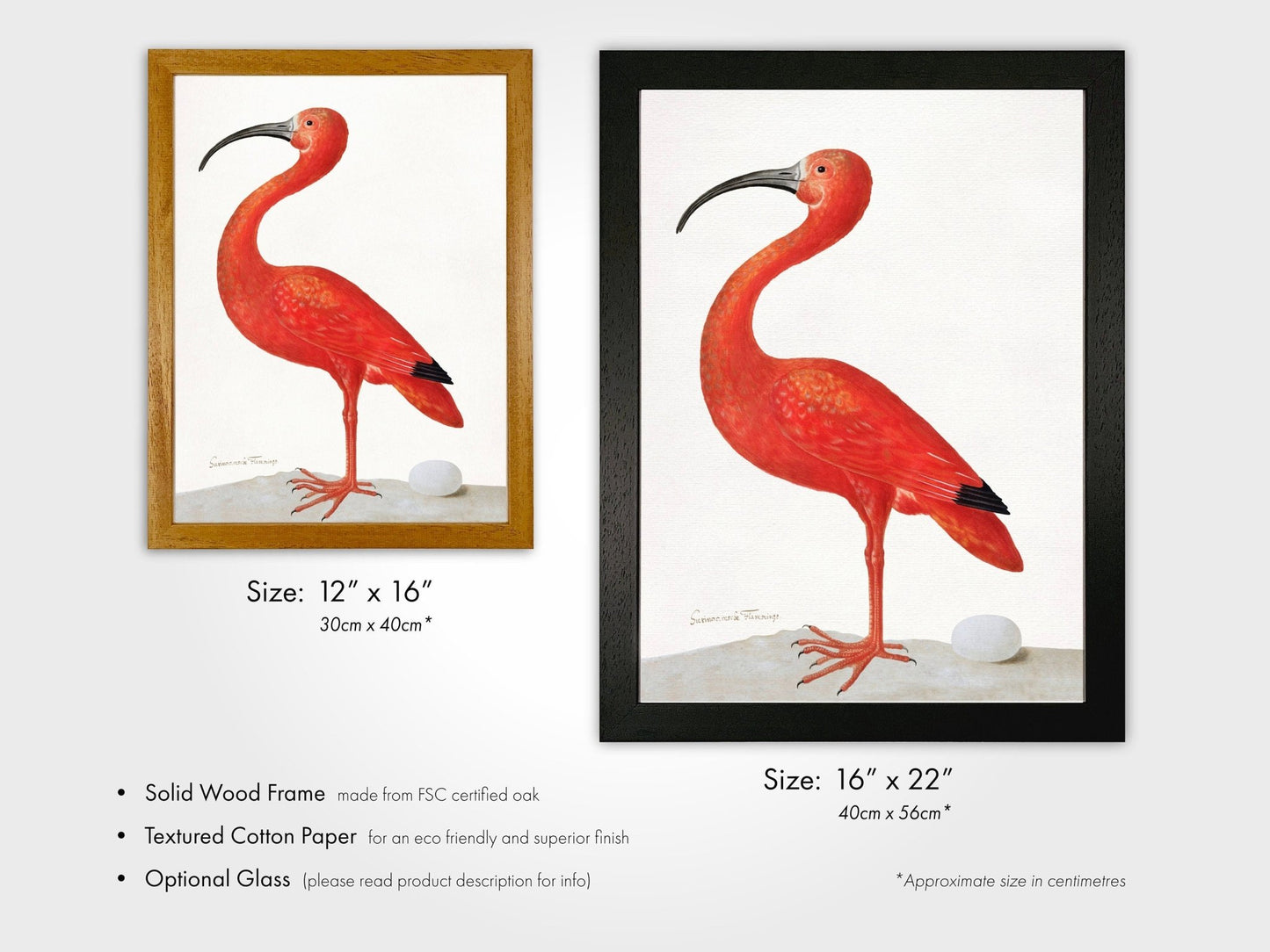 MARIA SIBYLLA MERIAN - Scarlet Ibis With An Egg - Pathos Studio - Posters, Prints, & Visual Artwork