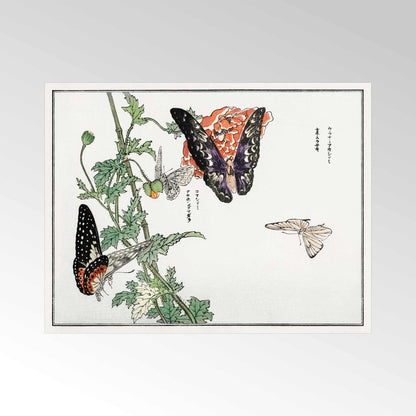 Schmetterlinge und Pflanzenillustration