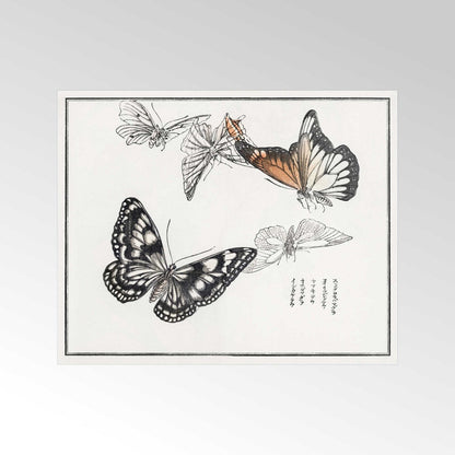 Schmetterlinge Illustration