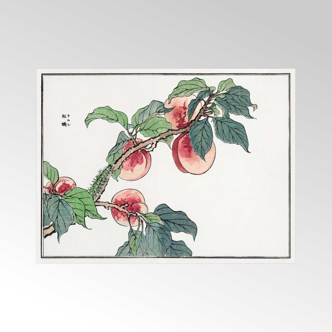 Caterpillar On A Peach Tree
