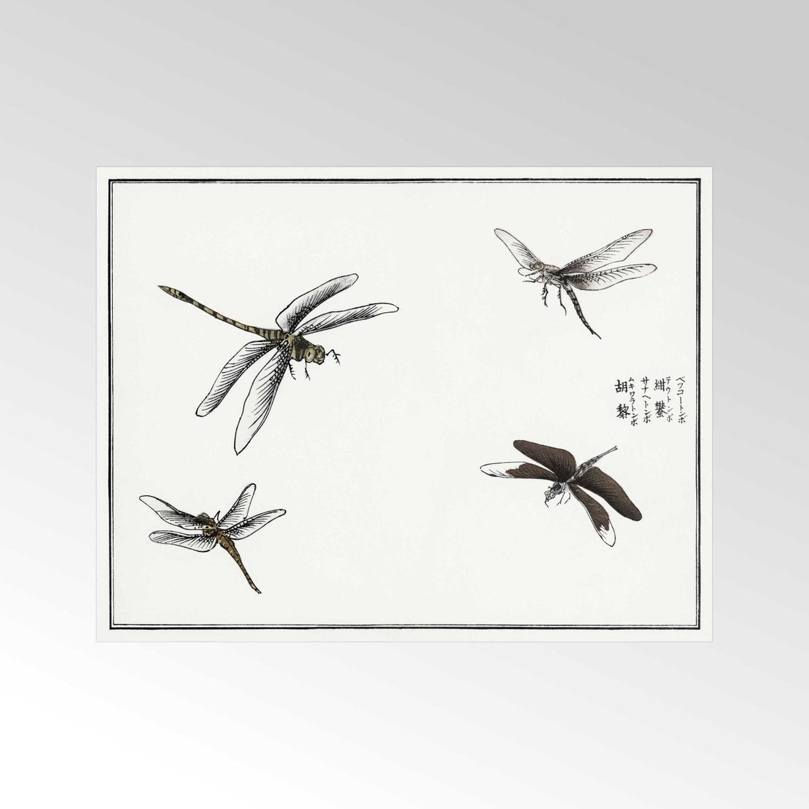 Libellen-Illustration