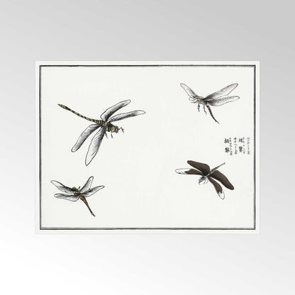 Libellen-Illustration