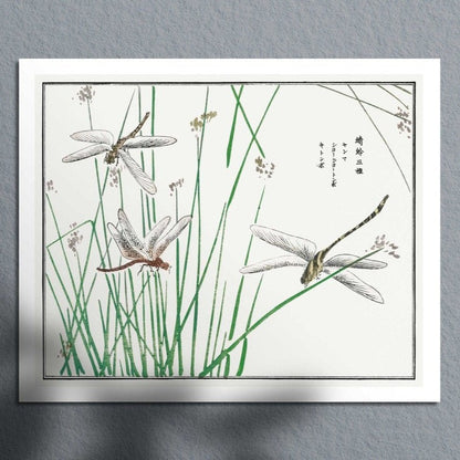 Libellen-Illustration