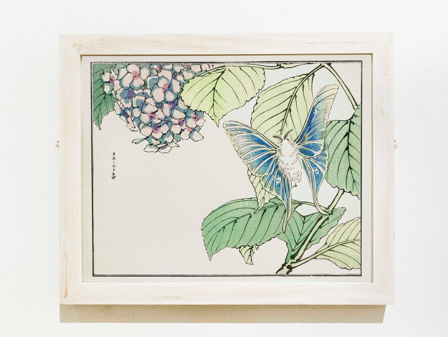 Illustration d'un papillon et d'une plante