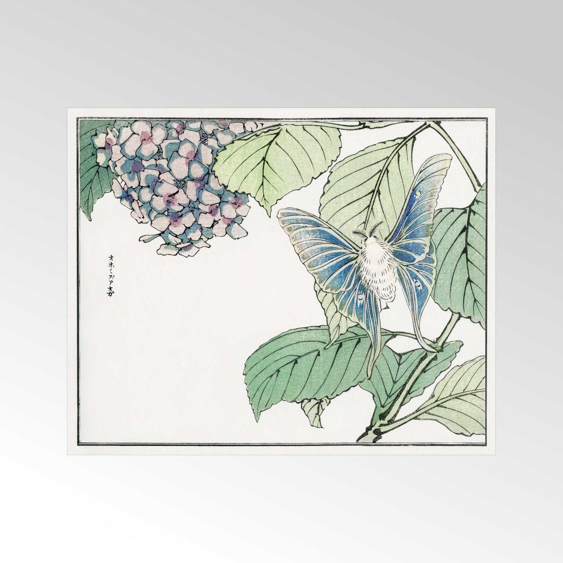Illustration d'un papillon et d'une plante