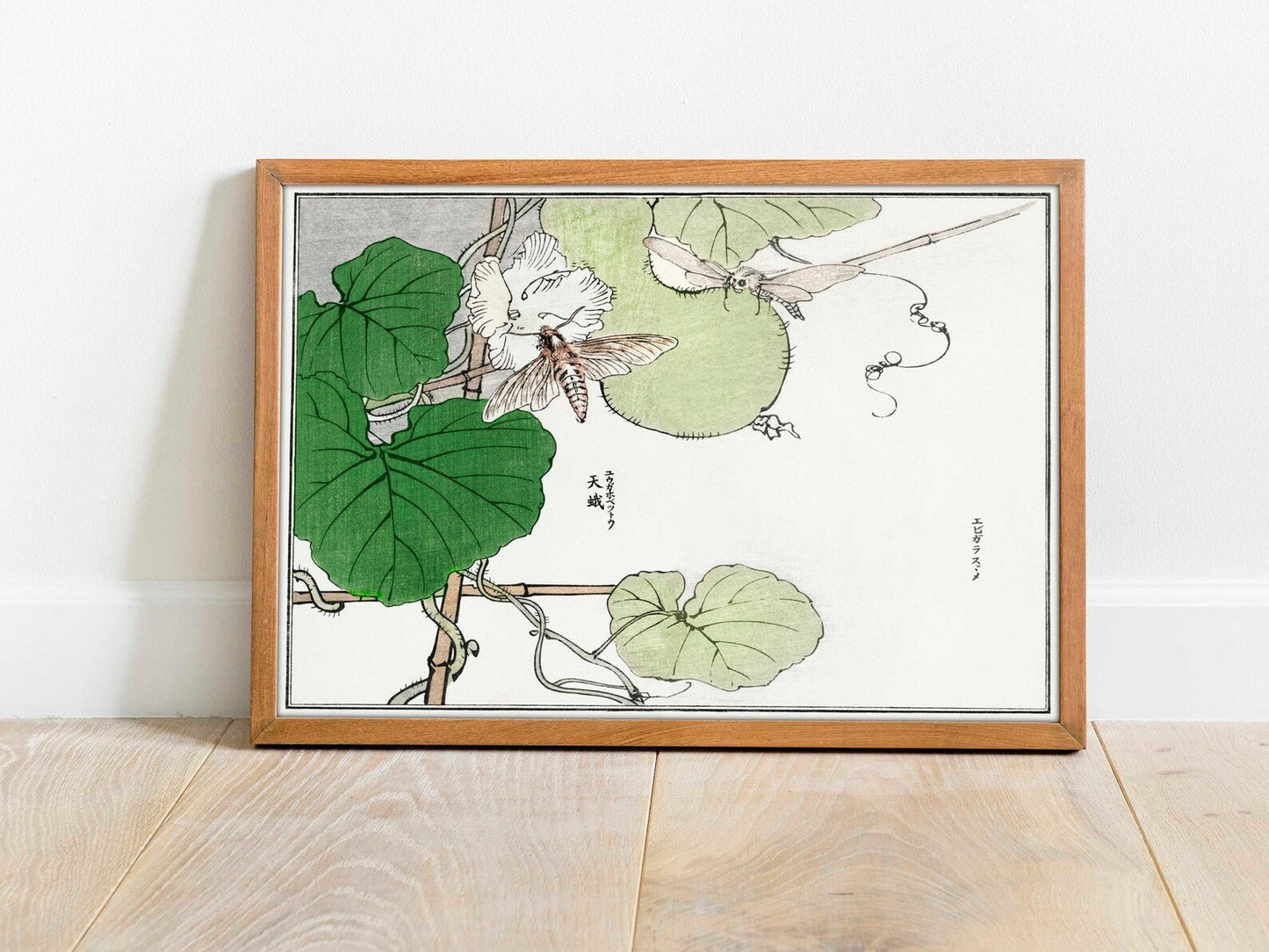 Moth Illustration
