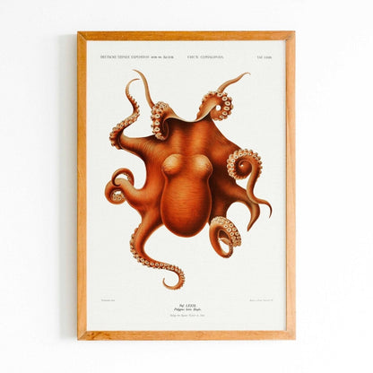 Octopus from 'German Deep Sea Expedition'