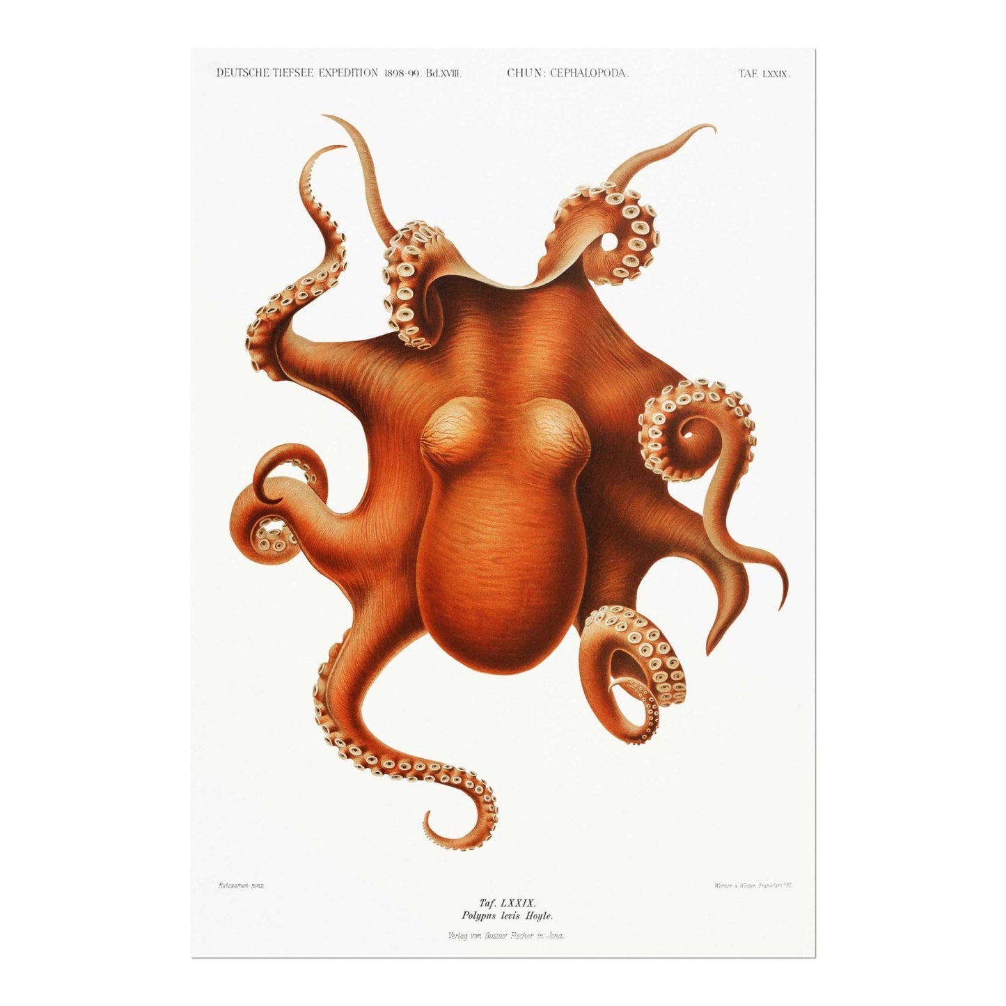 Octopus from 'German Deep Sea Expedition'