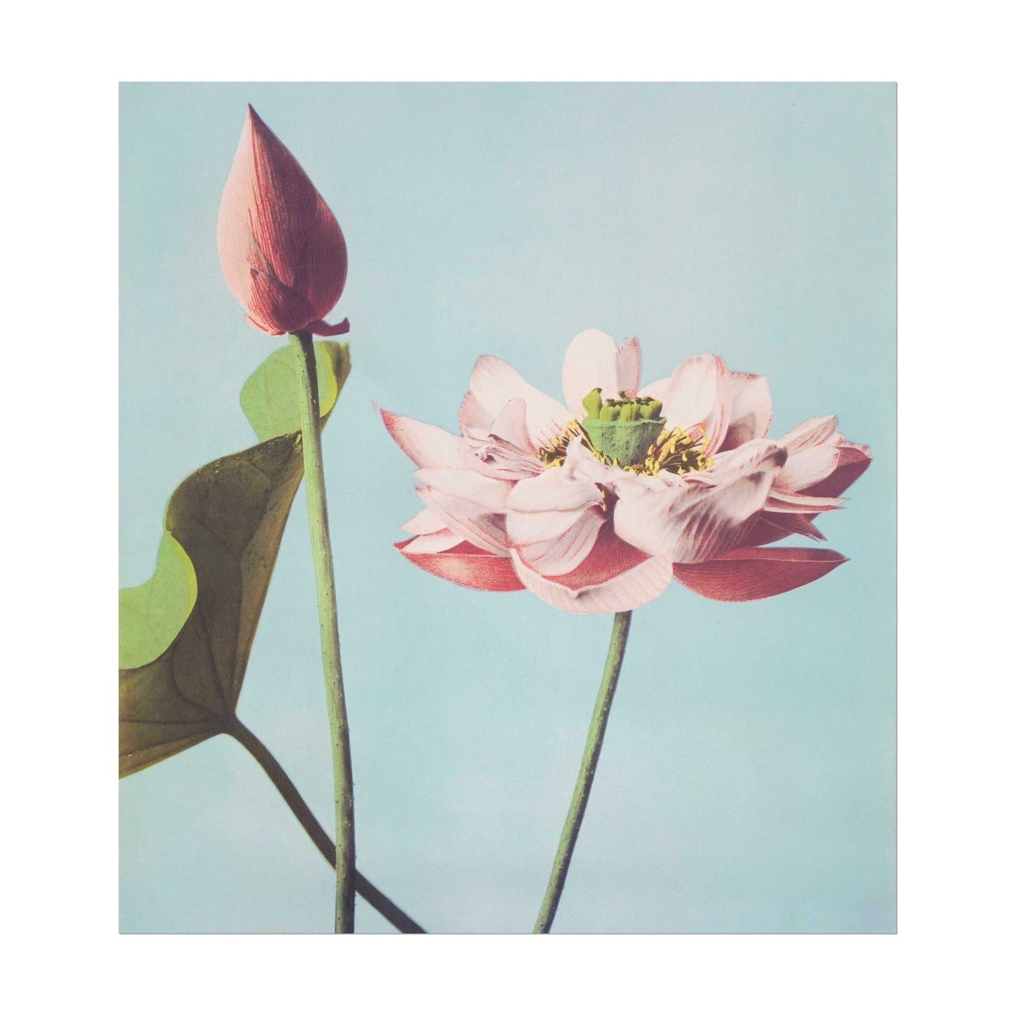 Lotus Flowers