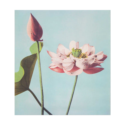 Lotus Flowers
