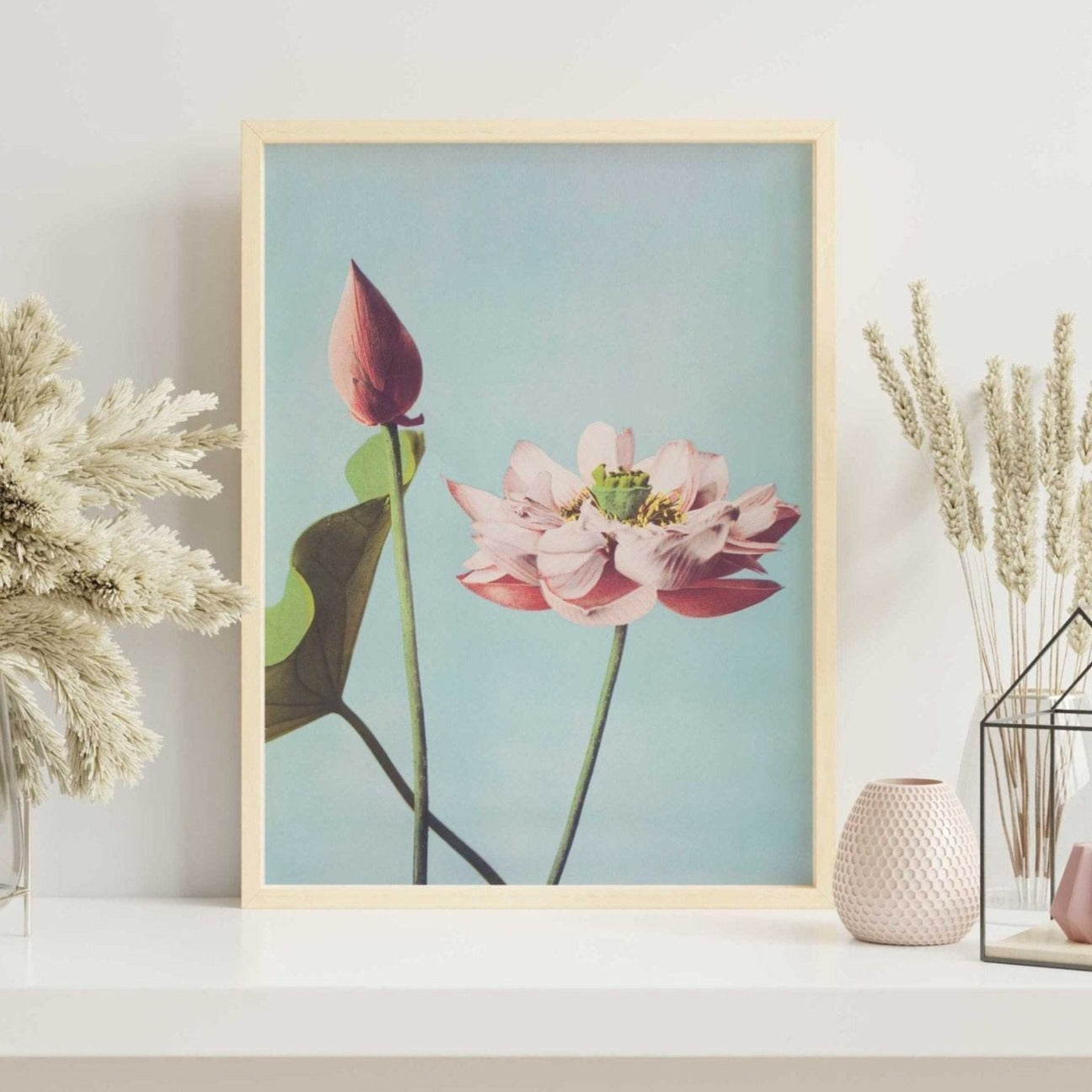 Lotus Flowers