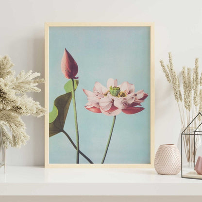 Lotus Flowers