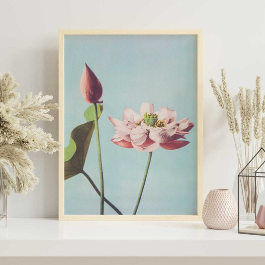 Lotusblumen