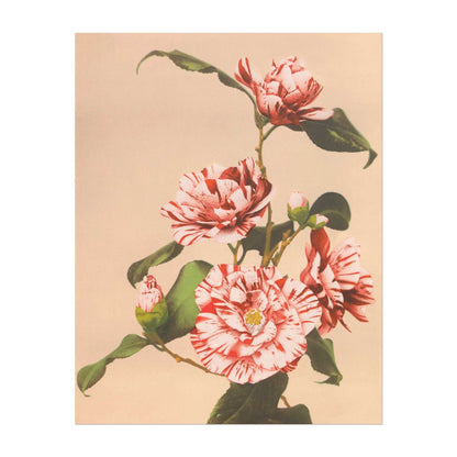Striped Camellias