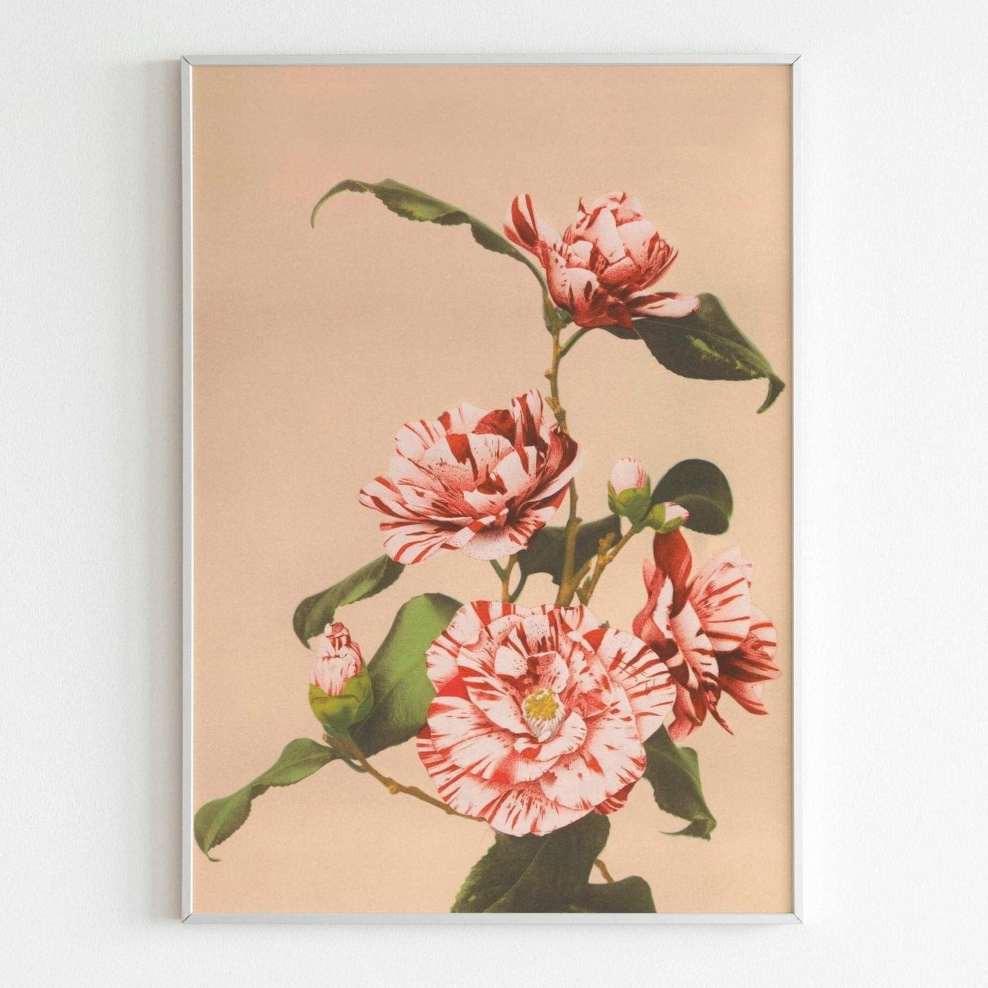 Striped Camellias