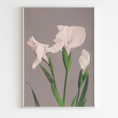 White Irises