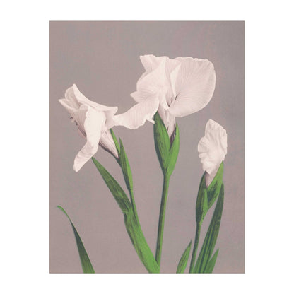 White Irises