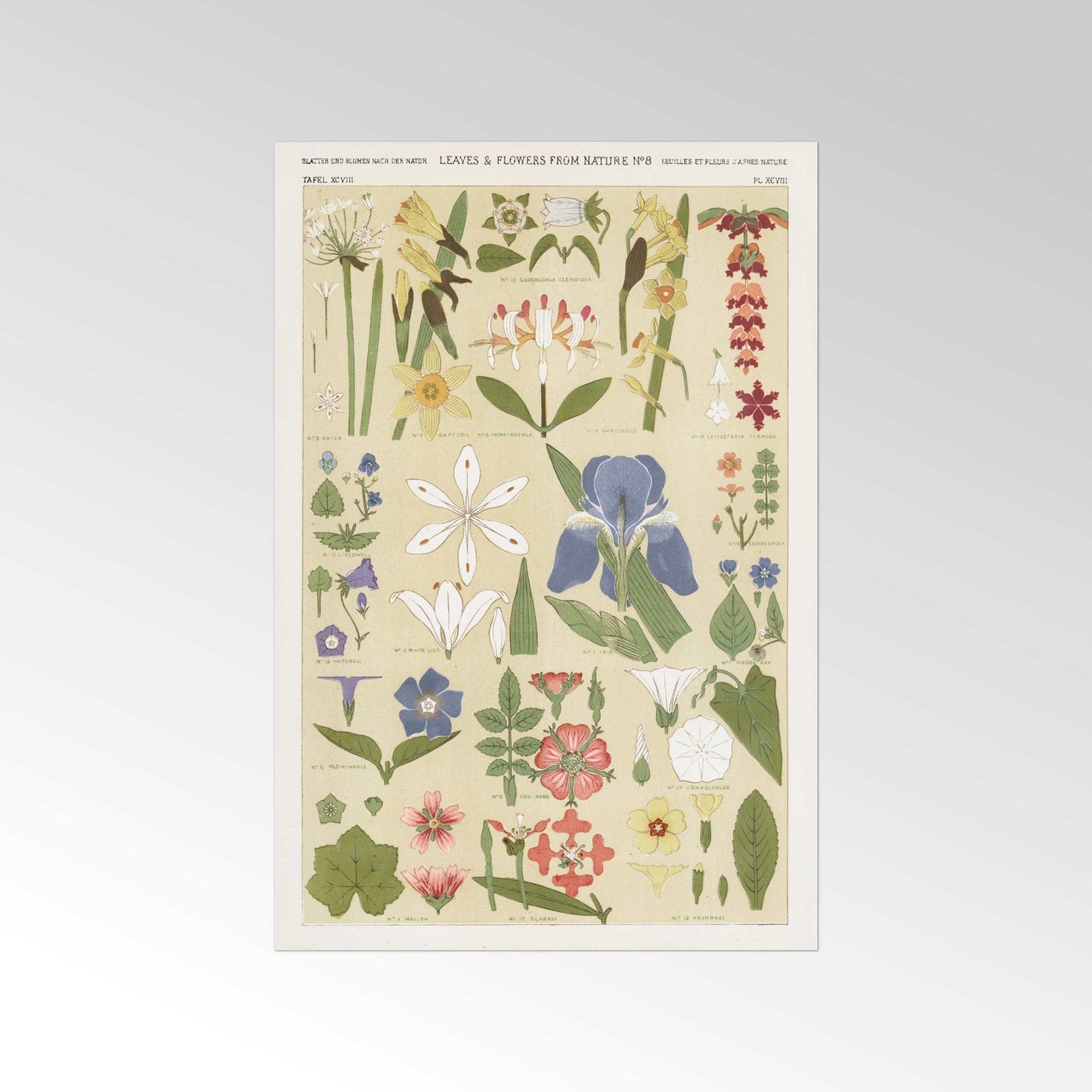 Blätter und Blumen aus der Natur Nr. 8 aus „Die Grammatik des Ornaments“