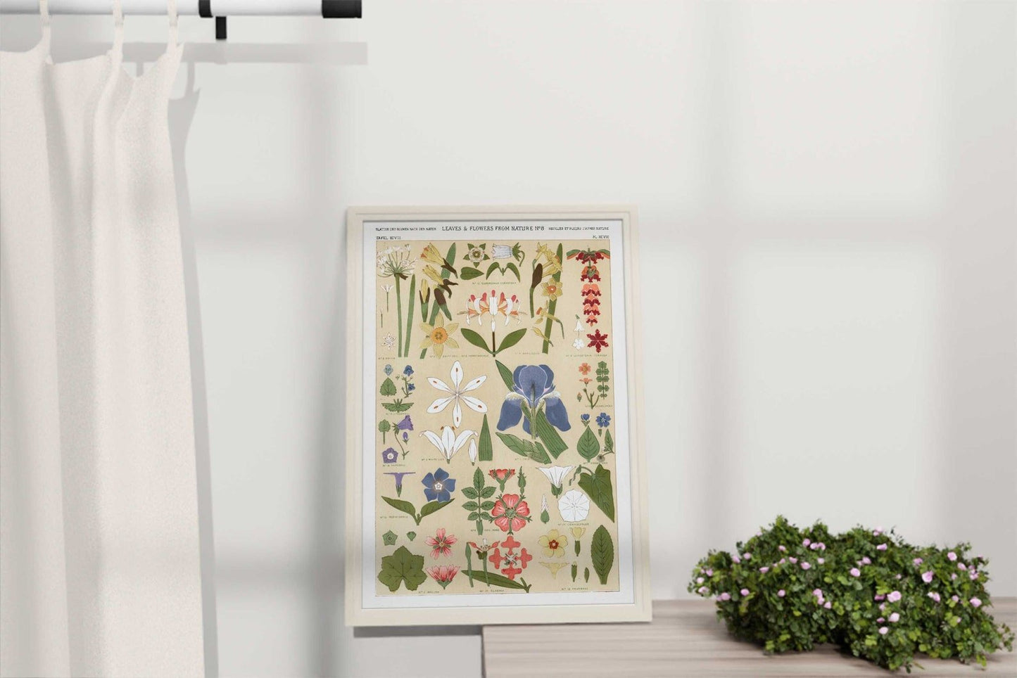 Blätter und Blumen aus der Natur Nr. 8 aus „Die Grammatik des Ornaments“