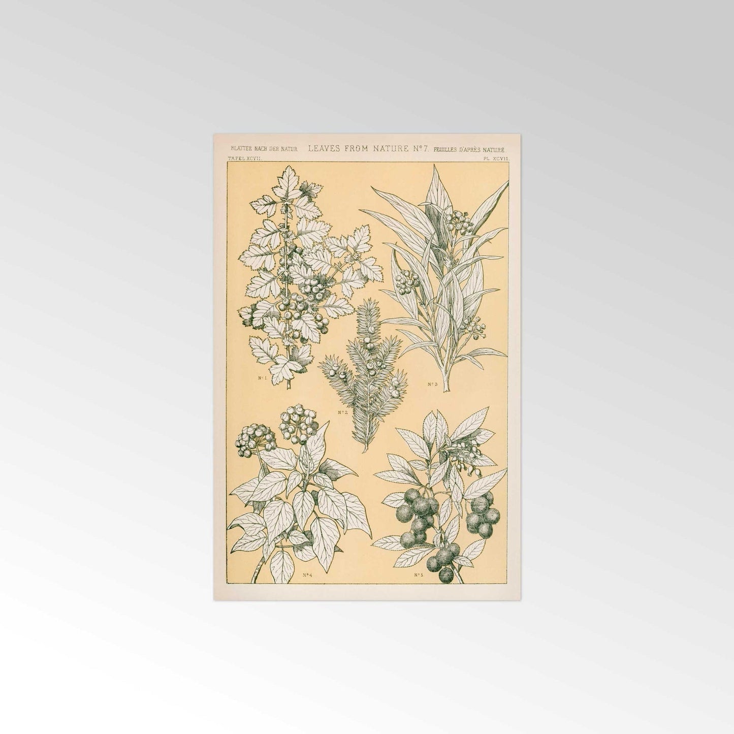 Blätter aus der Natur Nr. 7 aus „Die Grammatik des Ornaments“