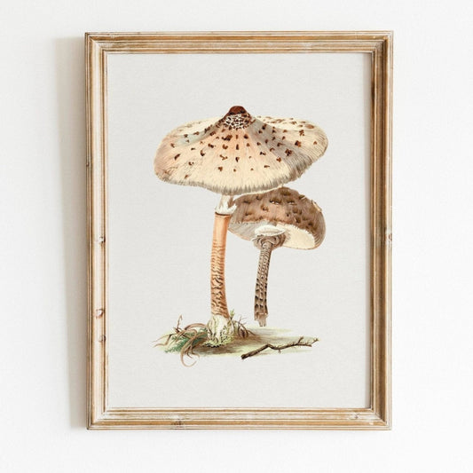Sonnenschirmpilz (Vintage-Illustration aus „Biodiversity Heritage Library“)
