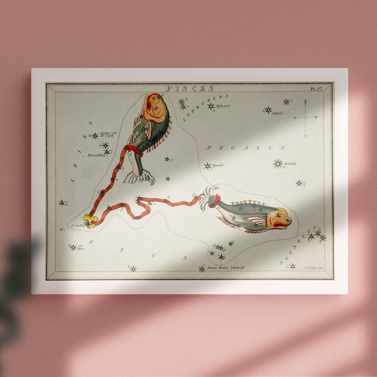 Pisces Zodiac Sign: Constellation of Fish