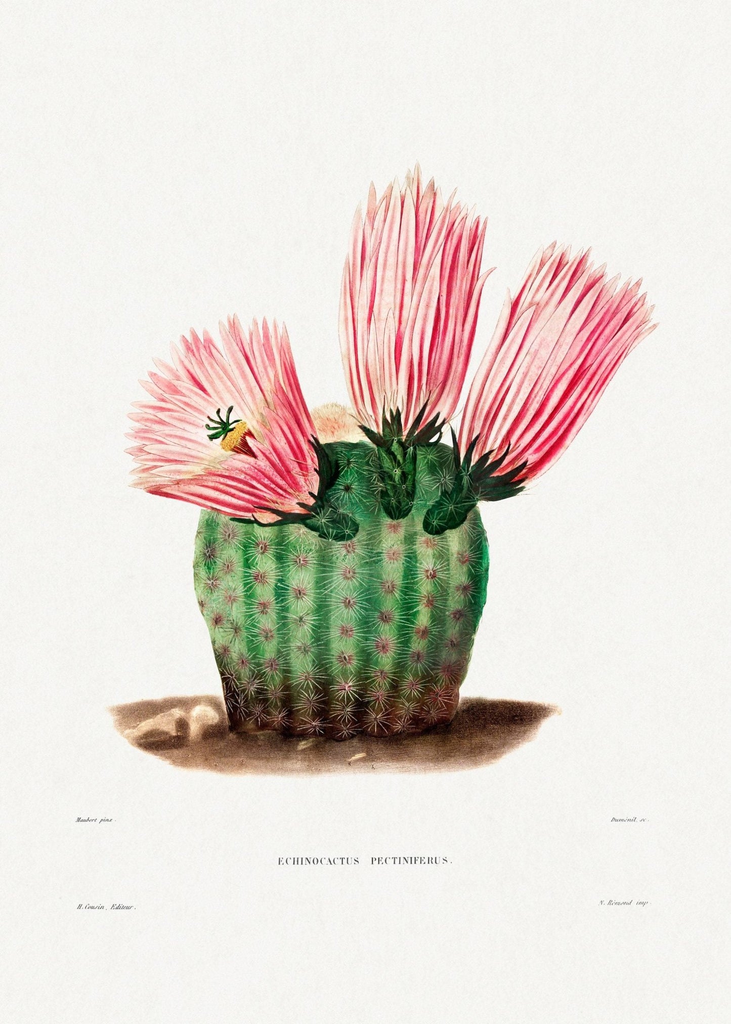Rainbow Cactus