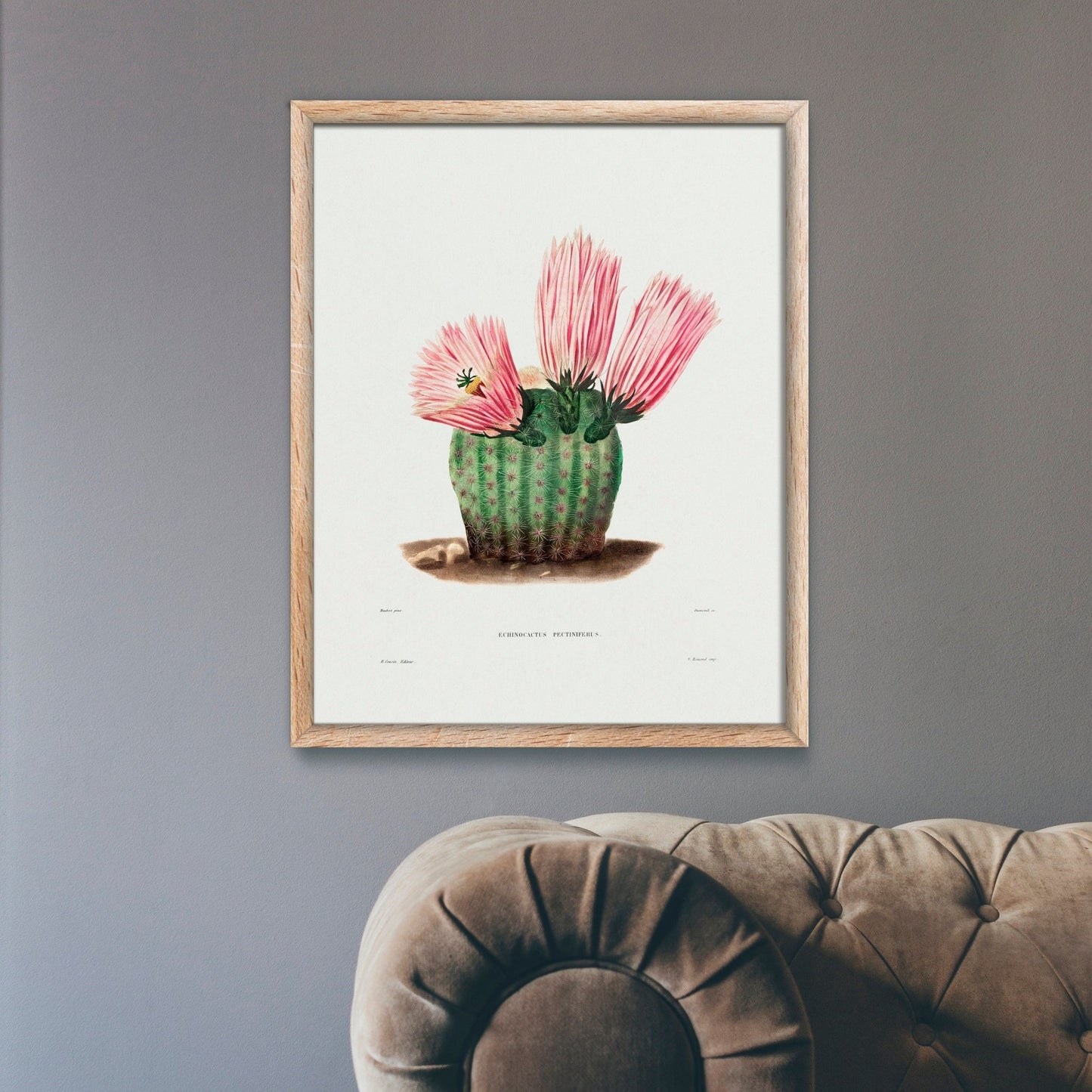 Rainbow Cactus