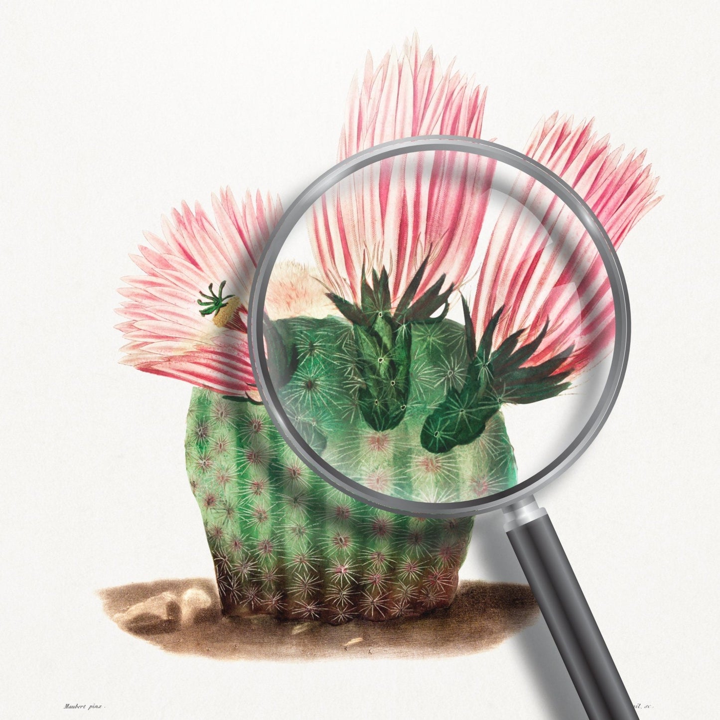 Rainbow Cactus