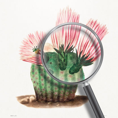 Rainbow Cactus