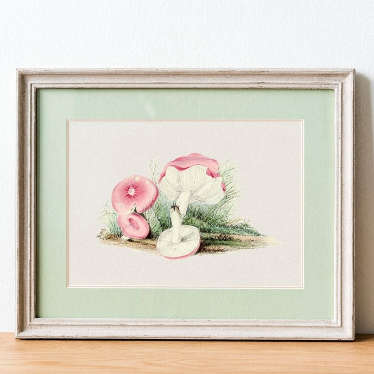Russula Emetica Mushroom (Vintage illustration from 'Biodiversity Heritage Library')