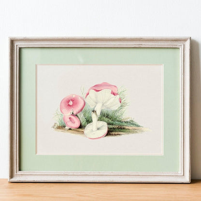 Russula Emetica Mushroom (Vintage illustration from 'Biodiversity Heritage Library')