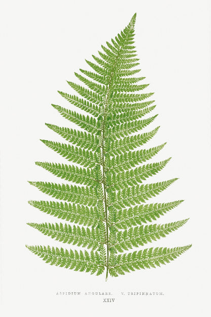 Satz von 3 Farnlithografien aus „Farne: Britisch und Exotisch“