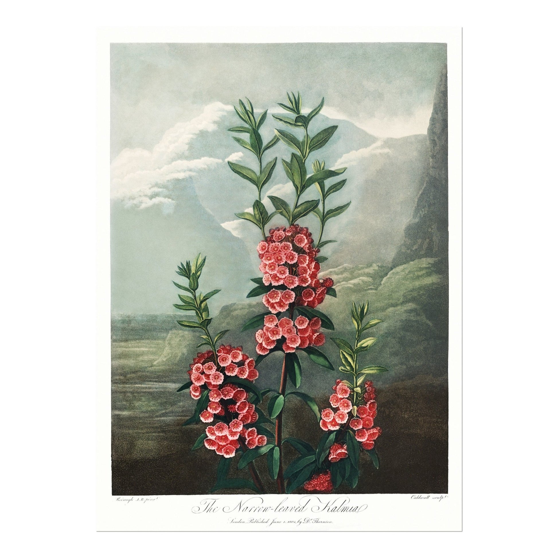 TEMPLE OF FLORA - Set of 3 Flower Prints - Pathos Studio - Art Print Sets