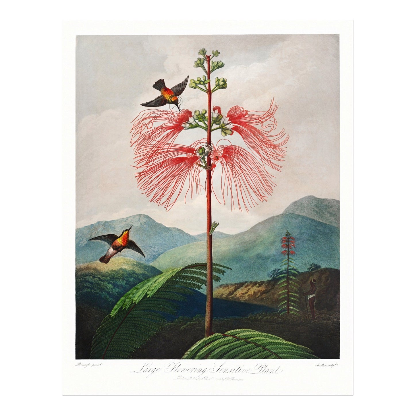TEMPLE OF FLORA - Set of 3 Flower Prints - Pathos Studio - Art Print Sets