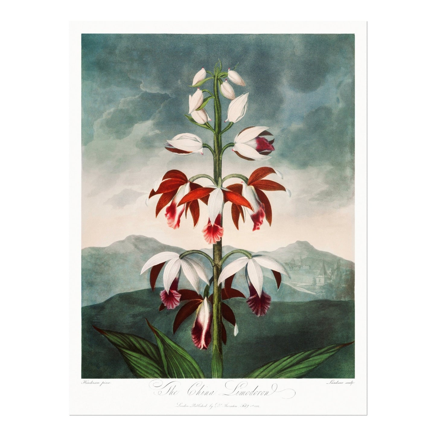 TEMPLE OF FLORA - Set of 3 Flower Prints - Pathos Studio - Art Print Sets