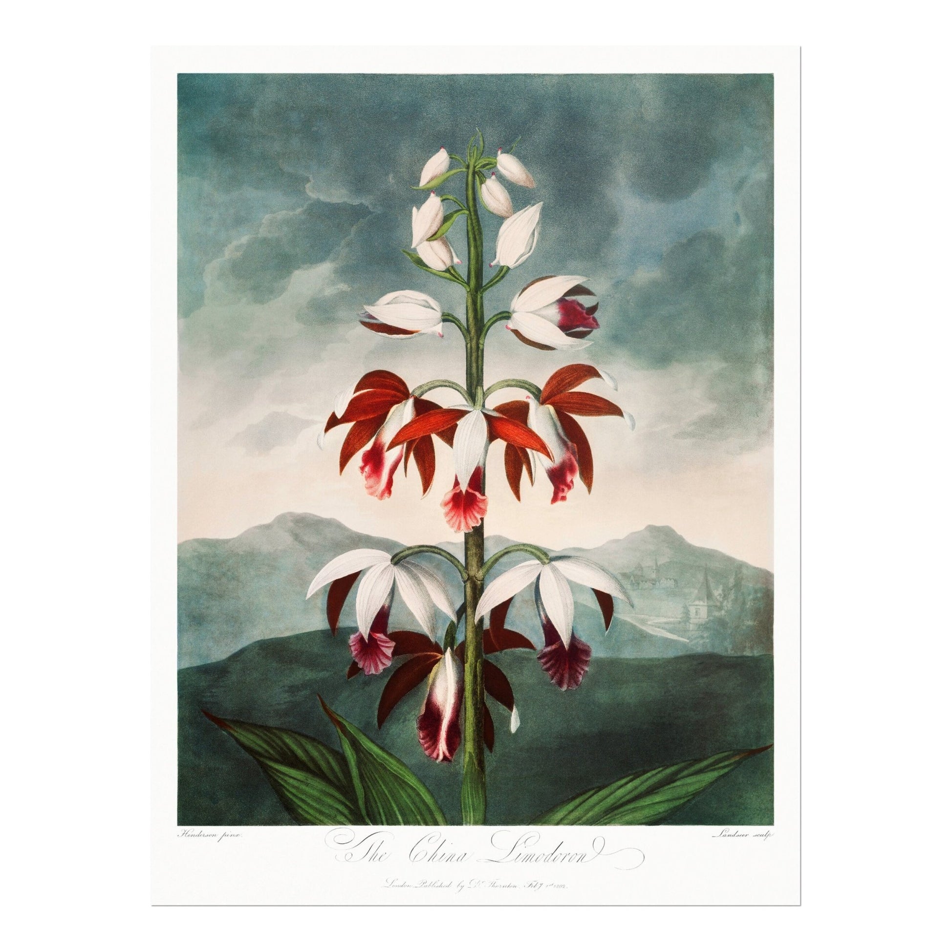 TEMPLE OF FLORA - Set of 3 Flower Prints - Pathos Studio - Art Print Sets